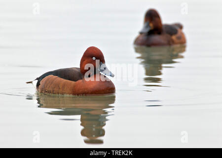 Fuligule nyroca (Aythya nyroca), natation drake en plumage nuptial, side view, Italie Banque D'Images