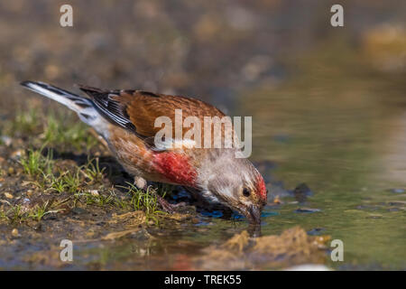 L'Est (Carduelis cannabina linnet Acanthis cannabina Bella, Bella), homme d'alcool, Kazakhstan, Almaty Banque D'Images