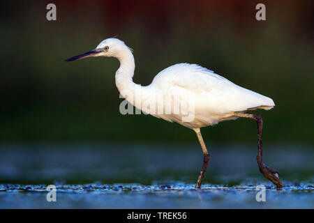 Aigrette garzette (Egretta garzetta), dans l'eau, Italie Banque D'Images