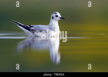 (Hydrocoloeus minutus Little Gull (Larus minutus), juvénile sur l'eau, Italie, Florence Banque D'Images