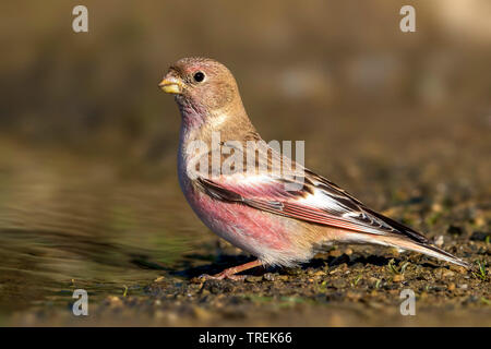 Trumpeter finch (Eremopsaltria mongol mongolica, Rhodopechys mongolica, Bucanetes mongolicus), homme d'alcool, Kazakhstan Banque D'Images