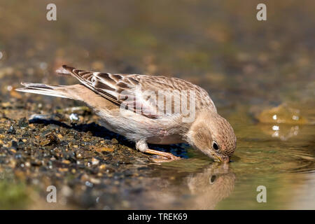Trumpeter finch (Eremopsaltria mongol mongolica, Rhodopechys mongolica, Bucanetes mongolicus), femme d'alcool, Kazakhstan Banque D'Images