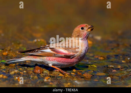 Trumpeter finch (Eremopsaltria mongol mongolica, Rhodopechys mongolica, Bucanetes mongolicus), homme d'alcool, Kazakhstan Banque D'Images