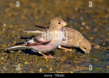 Trumpeter finch (Eremopsaltria mongol mongolica, Rhodopechys mongolica, Bucanetes mongolicus), paire de boire, Kazakhstan Banque D'Images