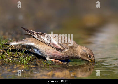 Trumpeter finch (Eremopsaltria mongol mongolica, Rhodopechys mongolica, Bucanetes mongolicus), femme d'alcool, Kazakhstan Banque D'Images
