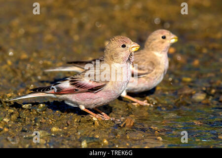 Trumpeter finch (Eremopsaltria mongol mongolica, Rhodopechys mongolica, Bucanetes mongolicus), paire de boire, Kazakhstan Banque D'Images