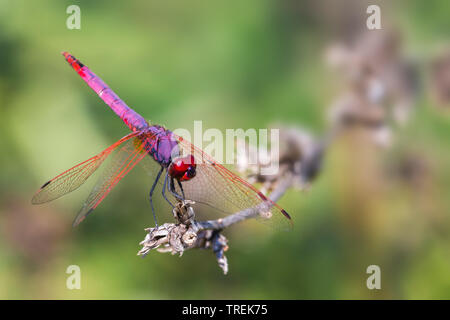 Violet dropwing, Violet-vert, violet-marqué rougit vert, couleur prune (dropwing Trithemis annulata), sur des rameaux secs, Italie Banque D'Images