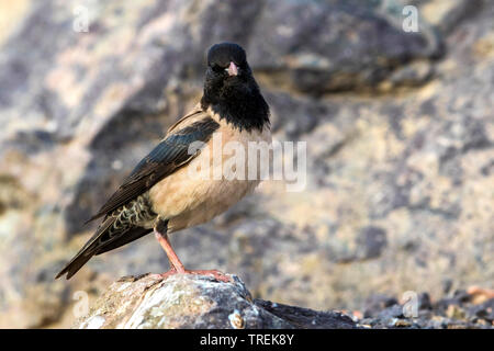 De couleur rose (starling Sturnus roseus roseus, Pasteur), assis sur un rocher, le Kazakhstan, Almaty Banque D'Images