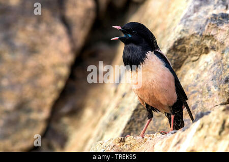 De couleur rose (starling Sturnus roseus roseus, Pasteur), assis sur un rocher, le Kazakhstan, Almaty Banque D'Images