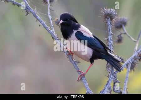 De couleur rose (starling Sturnus roseus roseus, Pasteur), assis sur une plante, le Kazakhstan, Almaty Banque D'Images
