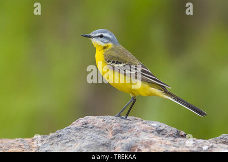 Bergeronnette printanière (Motacilla Syke's flava beema), sur un rocher, le Kazakhstan, Astana Banque D'Images