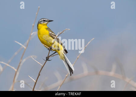 Bergeronnette printanière (Motacilla Syke's flava beema), sur une branche, le Kazakhstan, Astana Banque D'Images