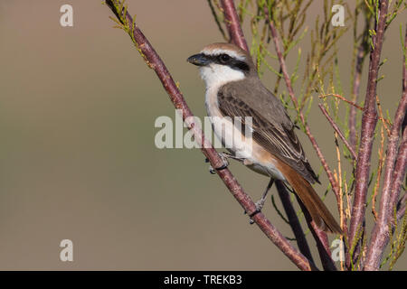 Migratrice (Lanius isabellinus Turkestan, Lanius phoenicuroides phoenicuroides), assis sur une branche, le Kazakhstan, Almaty Banque D'Images