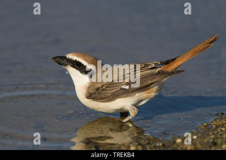 Migratrice (Lanius isabellinus Turkestan, Lanius phoenicuroides phoenicuroides), boire, Kazakhstan, Almaty Banque D'Images