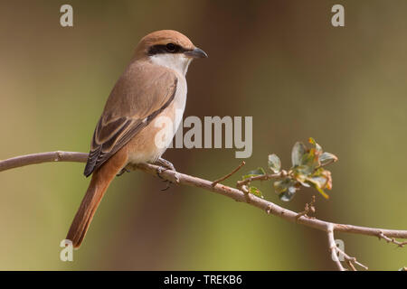 Migratrice (Lanius isabellinus Turkestan, Lanius phoenicuroides phoenicuroides), homme assis sur un buisson, Kazakhstan, Almaty Banque D'Images