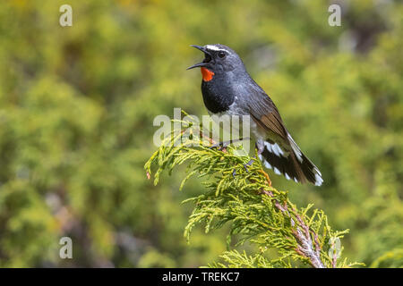 Himalayan rubythroat (erithacus pectoralis pectoralis ballioni ballioni, Luscinia), mâle chanteur, Kazakhstan, Almaty, Ile Parc National Alatau Banque D'Images