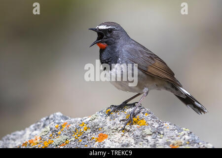 Himalayan rubythroat (erithacus pectoralis pectoralis ballioni ballioni, Luscinia), mâle chanteur, Kazakhstan, Almaty, Ile Parc National Alatau Banque D'Images