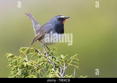 Himalayan rubythroat (erithacus pectoralis pectoralis ballioni ballioni, Luscinia), homme sur un buisson, Kazakhstan, Almaty, Ile Parc National Alatau Banque D'Images