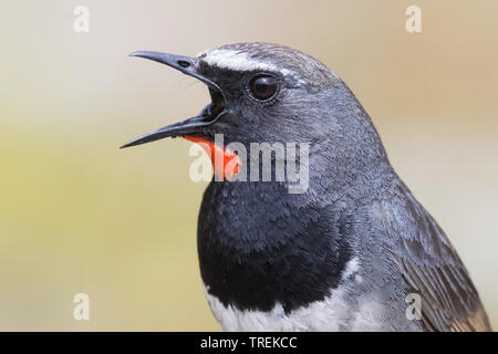 Himalayan rubythroat (erithacus pectoralis pectoralis ballioni ballioni, Luscinia), mâle chanteur, Kazakhstan, Almaty, Ile Parc National Alatau Banque D'Images