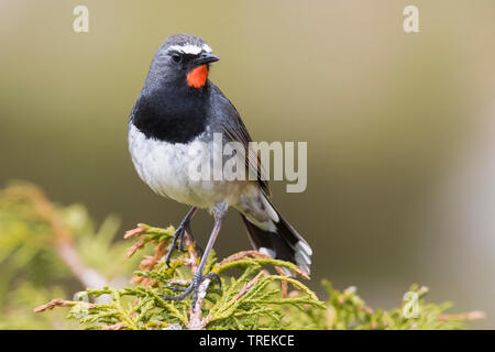 Himalayan rubythroat (erithacus pectoralis pectoralis ballioni ballioni, Luscinia), homme sur un buisson, Kazakhstan, Almaty, Ile Parc National Alatau Banque D'Images