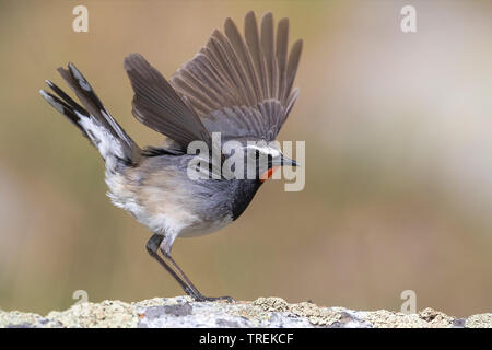 Himalayan rubythroat (erithacus pectoralis pectoralis ballioni ballioni, Luscinia), homme sur un rocher les ailes battantes, Kazakhstan, Almaty, Ile Parc National Alatau Banque D'Images