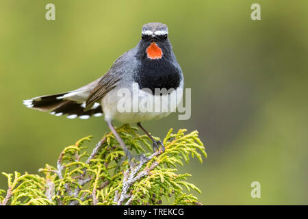 Himalayan rubythroat (erithacus pectoralis pectoralis ballioni ballioni, Luscinia), homme sur un buisson, Kazakhstan, Almaty, Ile Parc National Alatau Banque D'Images