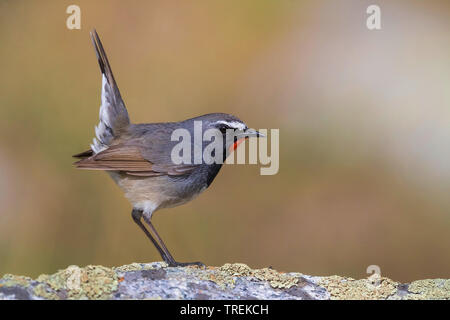 Himalayan rubythroat (erithacus pectoralis pectoralis ballioni ballioni, Luscinia), homme sur un rocher, le Kazakhstan, Almaty, Ile Parc National Alatau Banque D'Images