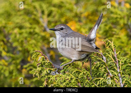 Himalayan rubythroat (erithacus pectoralis pectoralis ballioni ballioni, Luscinia), femme sur un buisson, Kazakhstan, Almaty, Ile Parc National Alatau Banque D'Images