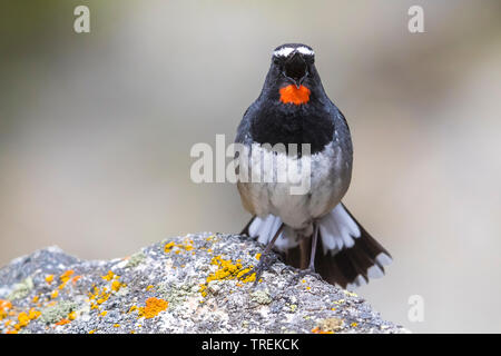 Himalayan rubythroat (erithacus pectoralis pectoralis ballioni ballioni, Luscinia), mâle chanteur, Kazakhstan, Almaty, Ile Parc National Alatau Banque D'Images