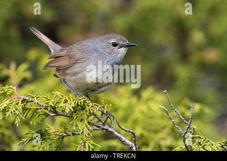 Himalayan rubythroat (erithacus pectoralis pectoralis ballioni ballioni, Luscinia), femme sur un buisson, Kazakhstan, Almaty, Ile Parc National Alatau Banque D'Images