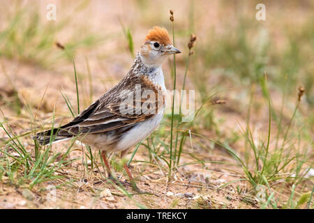 White-winged lark (Alauda Melanocorypha leucoptera leucoptera,), dans un pré, le Kazakhstan, Astana Banque D'Images