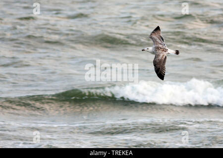 Plus grand goéland marin (Larus marinus), voler au-dessus de la mer, de l'Allemagne Banque D'Images