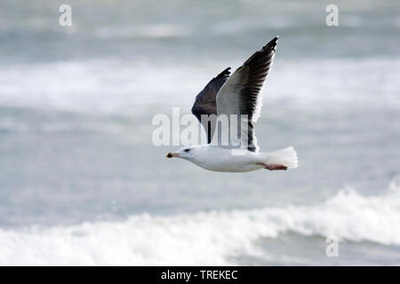 Plus grand goéland marin (Larus marinus), voler au-dessus de la mer, de l'Allemagne Banque D'Images