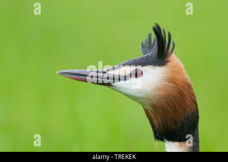 Grèbe huppé (Podiceps cristatus), portrait, Allemagne Banque D'Images