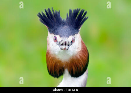 Grèbe huppé (Podiceps cristatus), portrait, Allemagne Banque D'Images