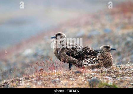 Grand labbe Stercorarius skua, (Catharacta skua), deux individus, l'Islande Banque D'Images