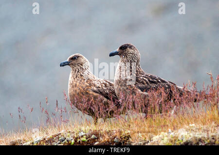 Grand labbe Stercorarius skua, (Catharacta skua), deux individus, l'Islande Banque D'Images