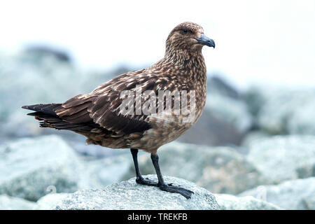 Grand labbe Stercorarius skua, (Catharacta skua), assis sur un rocher, l'Islande Banque D'Images