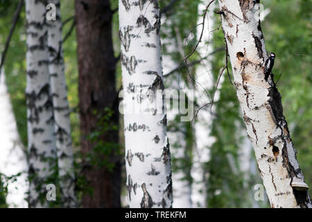 Great spotted woodpecker (Picoides major brevirostris, Dendrocopos major brevirostris), mâle adulte, la Russie, Baikal Banque D'Images