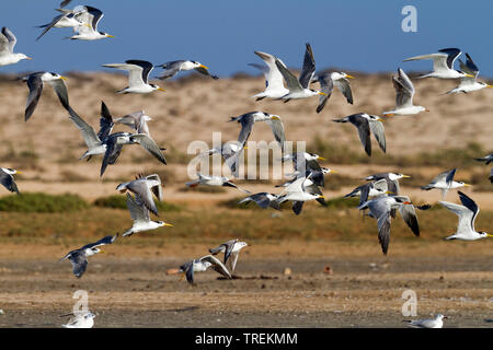 Une plus grande (Thalasseus bergii crested tern Sterna bergii velox velox,), flying flock, side view, Oman Banque D'Images