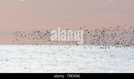 Fuligule milouinan (Aythya marila marila, Aythya marila), flock battant dans la soirée sur l'eau, de l'Allemagne Banque D'Images