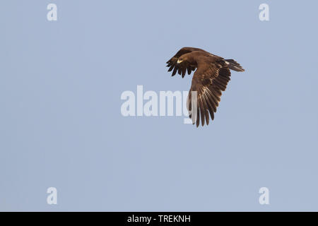 Plus grand aigle (Aquila clanga), battant jeune oiseau, side view, Oman Banque D'Images