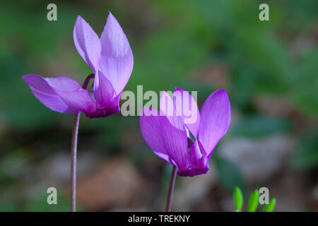 Cyclamen (Cyclamen purpurascens européenne), des fleurs, de l'Allemagne, la Bavière Banque D'Images