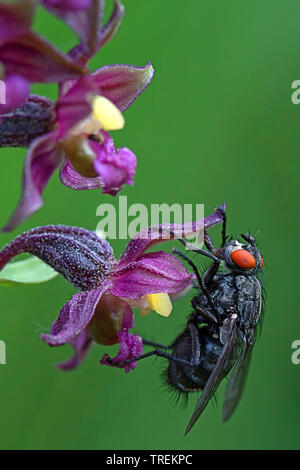 Feshfly, Chair-fly, marbré gris-mouche à viande (Sarcophaga carnaria), assis sur orchidée, fleur, l'Allemagne, la Bavière Banque D'Images