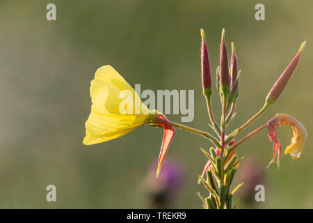 Red-Sepaled Evening-Primrose Large-Flowered, soir, soirée Large-Leaved Primerose Oenothera glazioviana (, Oenothera erythrosepala), fleur avec bourgeons, Allemagne Banque D'Images