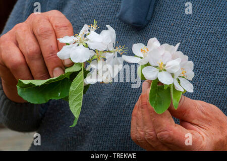 Pommier (Malus domestica), l'homme en comparant les différents cultivars de pommiers en fleurs, Allemagne Banque D'Images