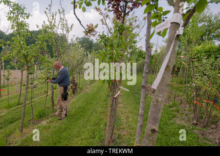 Pommier (Malus domestica), contrôle mal les arbres fruitiers dans une pépinière, Allemagne Banque D'Images