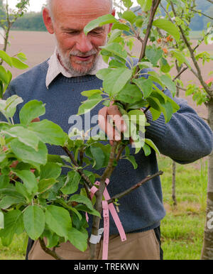 Pommier (Malus domestica), contrôle mal les arbres fruitiers dans une pépinière, Allemagne Banque D'Images