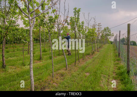 Pommier (Malus domestica), contrôle mal les arbres fruitiers dans une pépinière, Allemagne Banque D'Images