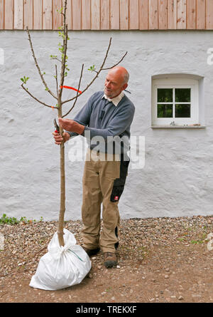 L'homme dans une pépinière de la préparation d'un arbre fruitier pour la vente, Allemagne Banque D'Images